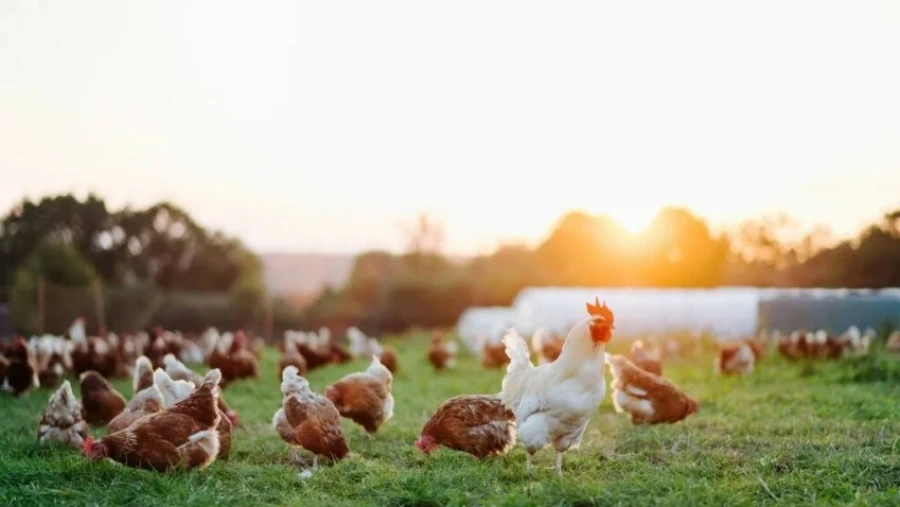 Первый в мире фитнес-трекер для цыплят сообщает вам, насколько активны животные