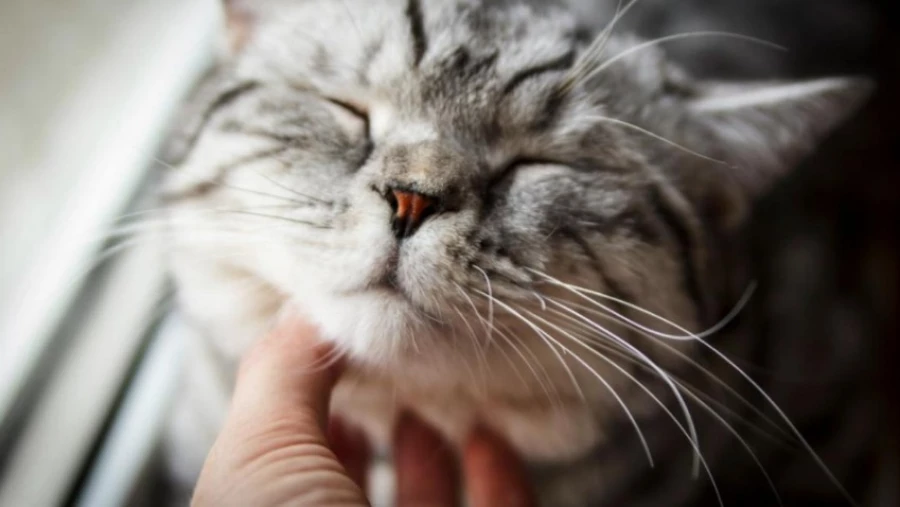 BBC Science Focus: кошки манипулируют людьми с помощью мурлыканья