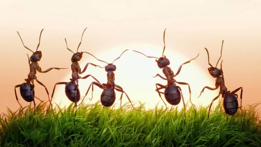 Обнаружены муравьи-мутанты, которые притворяются маткой, чтобы не работать