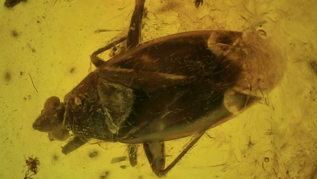 В Венгрии в куске янтаря найден новый вид тараканов мелового периода