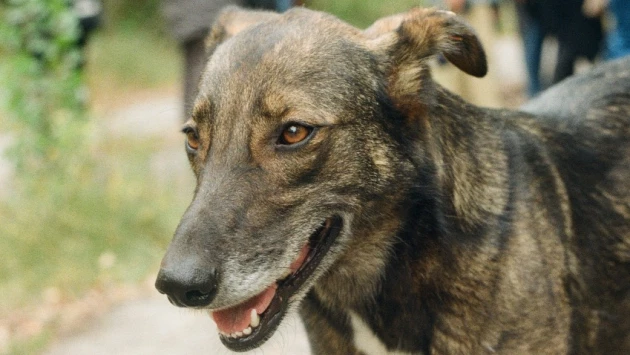 Science Advances: Ученые выявили у чернобыльских собак уникальный геном