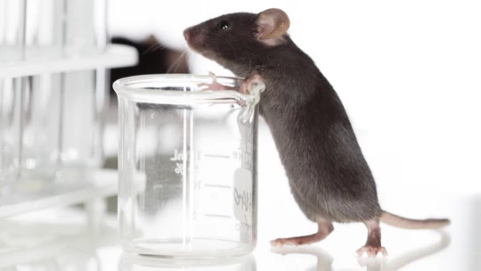 Удаление ключевого белка часов изменяет циркадный ритм кровяного давления у мышей