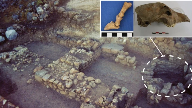 Найденные кости бронзового века в Греции раскрывают диетические стратегии жителей Микен