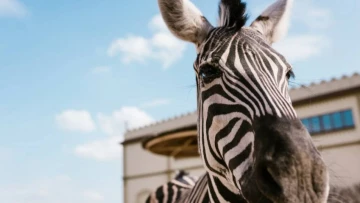 Полосы цвета зебры вдохновили учёных на создание умного носимого источника электроэнергии
