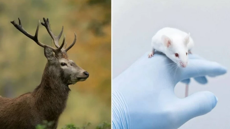 Ученые выращивают "мини-рога" на мышах, используя стволовые клетки оленя
