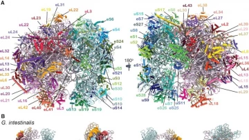 Ученые раскрыли механизм синтеза белка у паразита Giardia, вызывающего диарейные заболевания