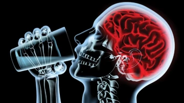 Medical Xpress: употребление алкоголя в больших количествах усиливает воспаление мозга