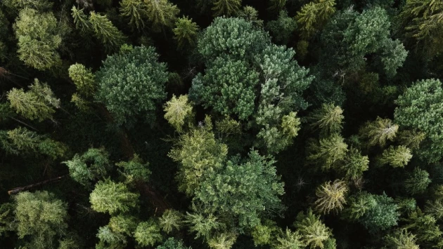 Ученые Дании научили искусственный интеллект вести подсчет деревьев в лесу