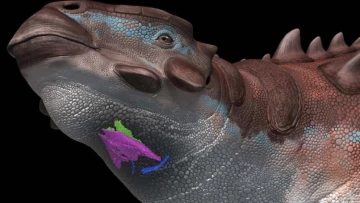 Live Science: Исследование голосового аппарата динозавра показало, что он мог щебетать