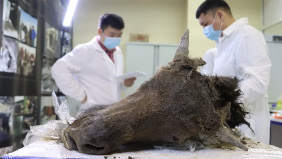 В Якутии провели вскрытие древней самки бизона, жившей больше 8 тысяч лет назад