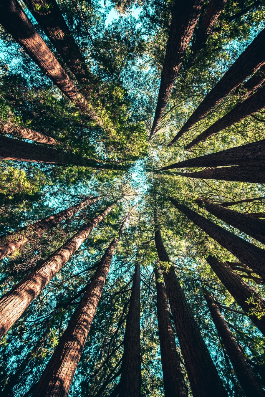 Ученые Дании научили искусственный интеллект вести подсчет деревьев в лесу