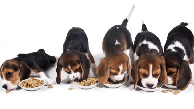 Веганские корма снизили уровень холестерина у собак
