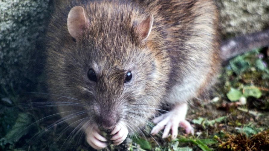 ТАСС: Биологи обнаружили, что крысы могут распространять коронавирус