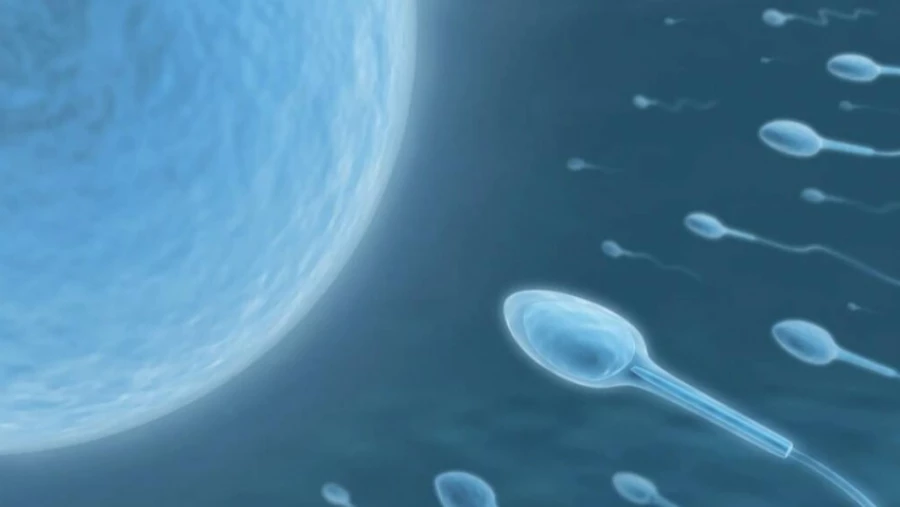PNAS: белок, содержащийся в обтекаемой сперме, открывает двери для мужских контрацептивов