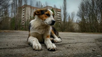 Годы радиационного облучения сделали чернобыльских собак "генетически другими"