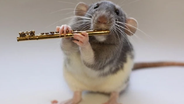 Ученые смогли заставить крыс поумнеть с помощью добавок в пищу