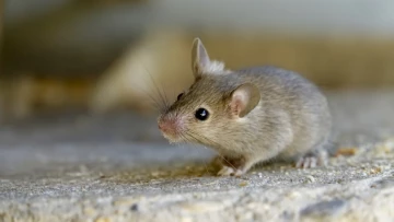 Ученые из Китая вживили мышам оленьи рога для исследования регенерации