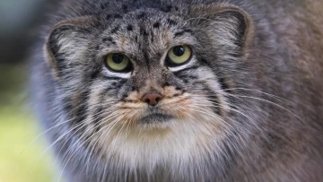Зоологи впервые доказали присутствие диких котов манулов на Эвересте