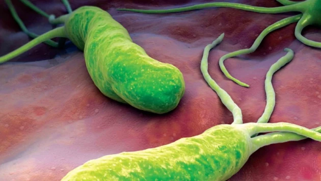 Генетики обнаружили мутации, повышающие риск рака желудка при заражении Helicobacter pylori