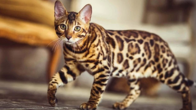 Газета.Ru: бенгальские кошки могут испытывать трудности с использованием лотка