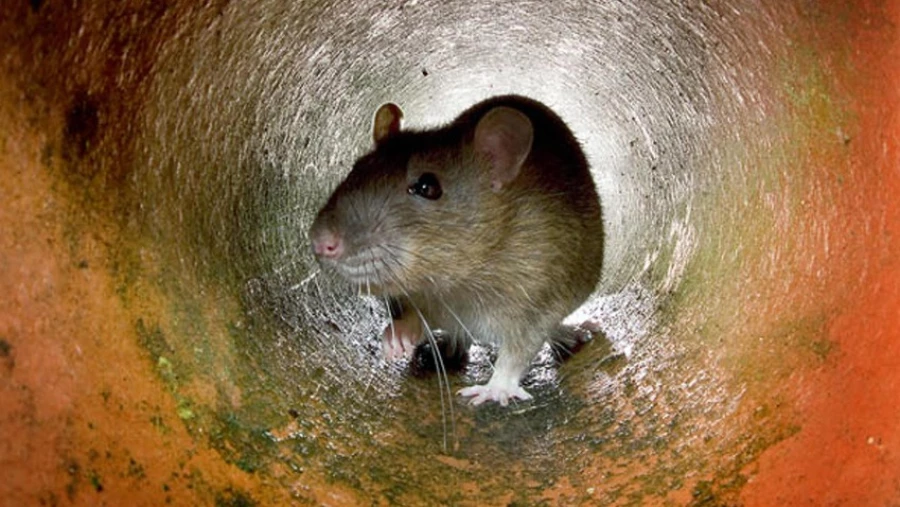 Time: городские крысы Нью-Йорка оказались заражены коронавирусом