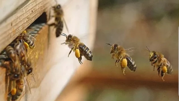 Пчёлы используют линейные элементы ландшафта, чтобы ориентироваться