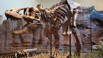 Уникальный скелет динозавра возрастом около 67 млн лет продадут на аукционе в Европе