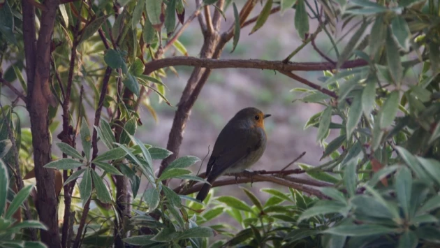 Из-за роста кофейных плантаций лесным птицам не хватает гусениц