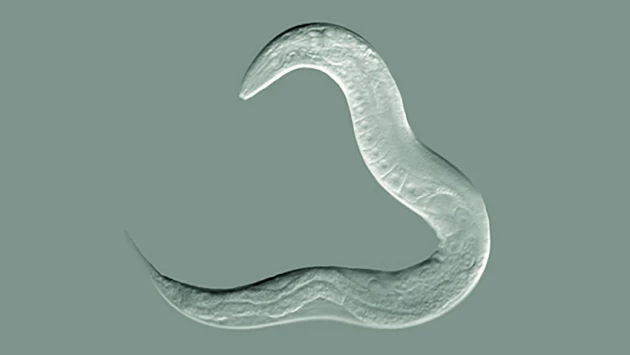 Current Biology: очистка организма червей от двух веществ продлила их жизнь на 50%