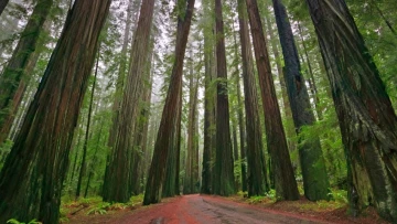 Gismeteo: в Калифорнии обнаружены самовосстанавливающиеся «зомби-леса»