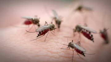PLOS ONE: Контролировать популяцию комаров можно путем деактивации их сперматозоидов