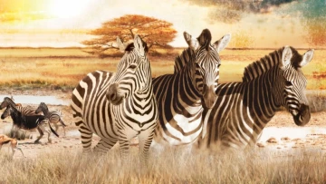 Найденные окаменелые следы гигантских зебр в Южной Африке помогают понять древние ландшафты
