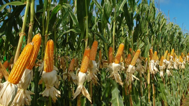 В кукурузе обнаружен ген для эффективного усваивания воды корнями