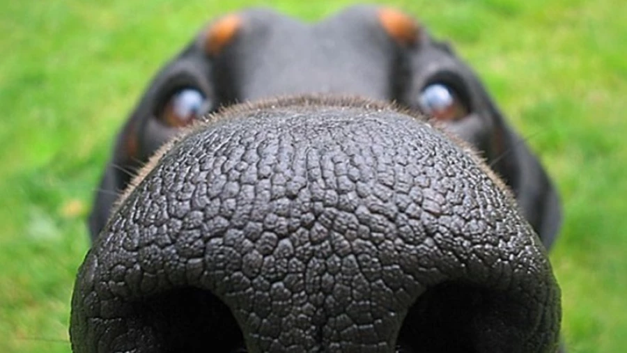 Кинологи развеяли миф о том, что сухой нос у собаки является признаком болезни
