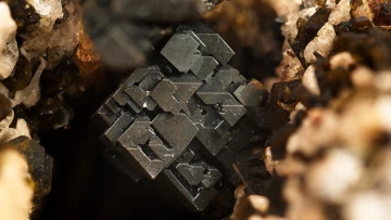 Advanced Science: ученые Дрездена создали перовскиты из минеральной оболочки L. granifera