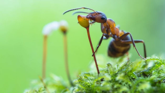 Evolution Letters: муравьи и растения помогли друг другу распространиться по всей планете