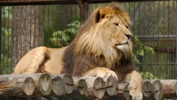 Лев в зоопарке впервые заразил человека коронавирусом SARS-CoV-2
