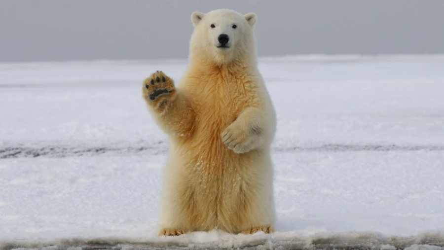 Nature: Ученые заявили, что льды Арктики истончились в 2007 году в два раза