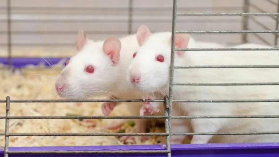 Ученые добились невозможного, создав детеныша от двух мышей-самцов