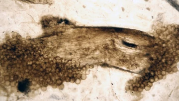 Ученые раскрыли химический код древних окаменелостей в Шотландии для понимания древнего мира