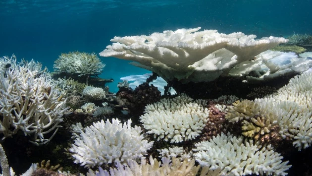 Доктор Кэти Пейдж назвала причины массового обесцвечивания кораллов на рифах вблизи Кеппел