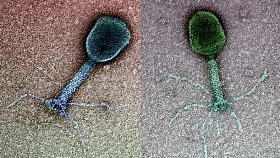 Найден вирус с длинным хвостом, который эффективен в борьбе с бактериями