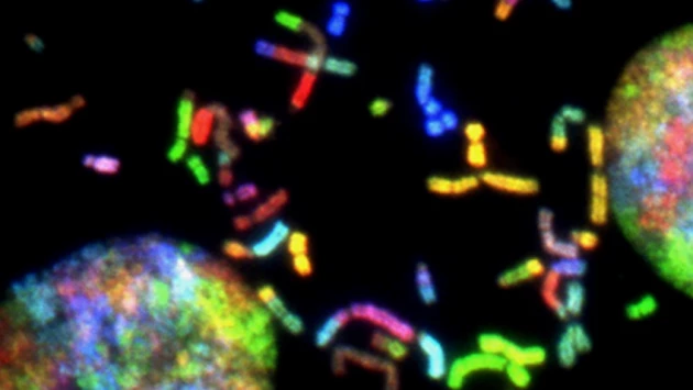 Science: найден способ создания искусственных хромосом человека для лечения рака