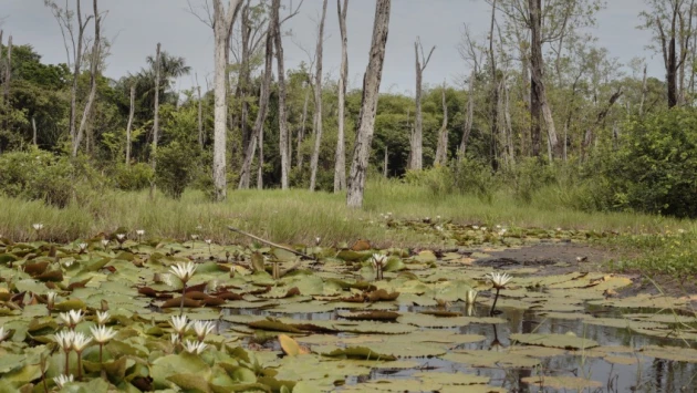 Ученые обнаружили значительное влияние сибирских болот на глобальное потепление