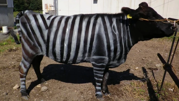 В Японии фермеры стали маскировать коров под зебр для защиты от насекомых