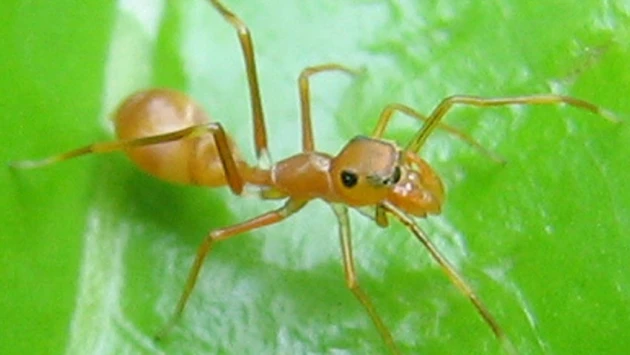 Historical Biology: обнаружен древний паук, выдававший себя за муравья