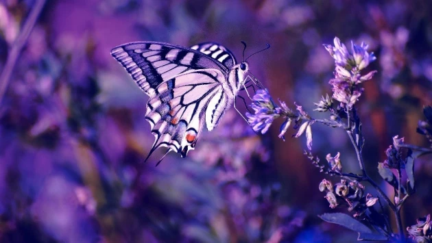 Ученые выяснили, каким образом крылья бабочек получают оригинальные узоры