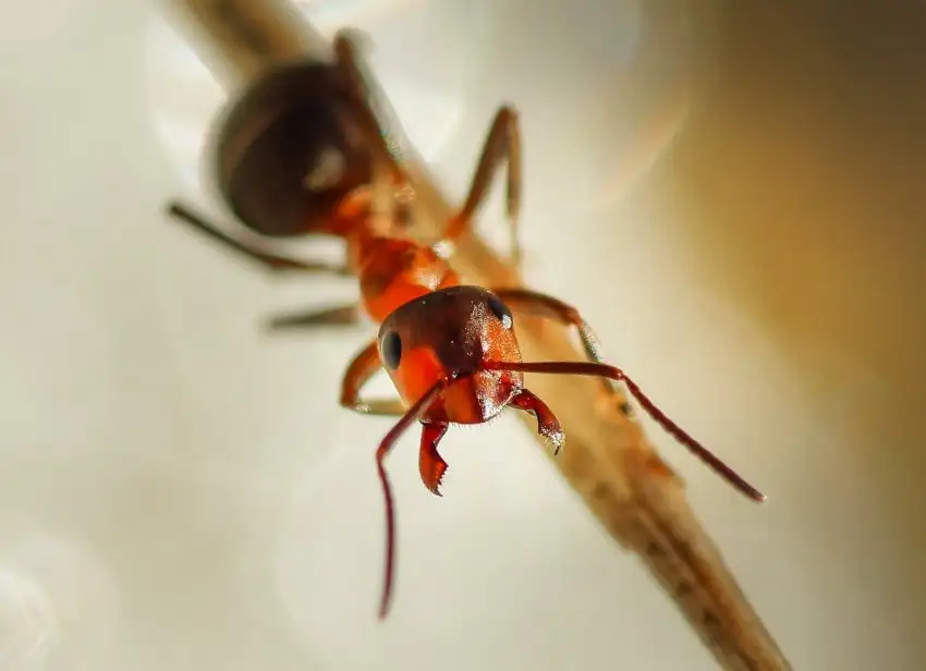 Международная группа ученых научила муравьев находить онкологические заболевания