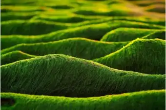 AgriLife делают биотопливо для самолётов из водорослей