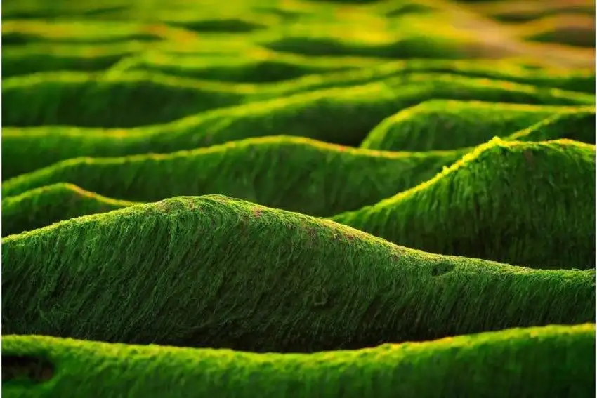 AgriLife делают биотопливо для самолётов из водорослей